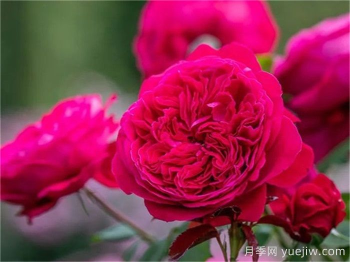 推薦21種濃香紅色月季品種，展示紅玫瑰的魅力(圖5)
