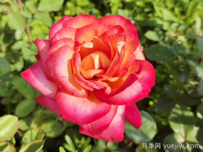 花比臉大月季系列，十個(gè)超大花的月季品種(圖7)