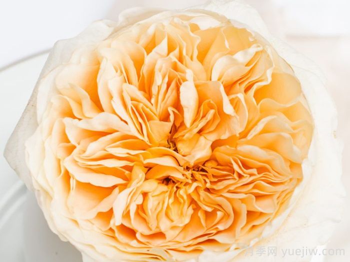 艾菲月季優(yōu)缺點，奧斯汀黃色切花，觀賞價值高(圖1)