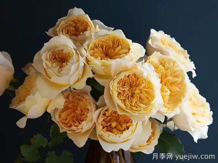 艾菲月季優(yōu)缺點，奧斯汀黃色切花，觀賞價值高(圖2)