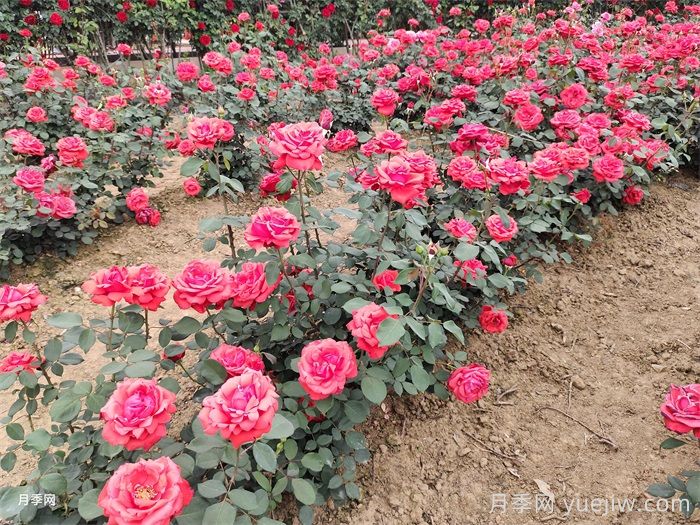 如何快速改善園林綠化種植土壤的結構？(圖1)