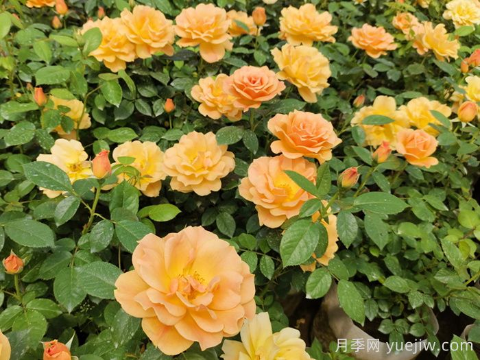 月季真的是藥罐子嗎？如何不噴藥養(yǎng)好月季？(圖2)