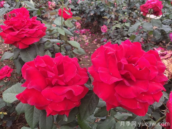 月季真的是藥罐子嗎？如何不噴藥養(yǎng)好月季？(圖3)