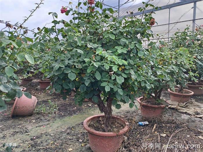 月季葉子掉個不停？光桿月季如何重新發(fā)芽？(圖3)