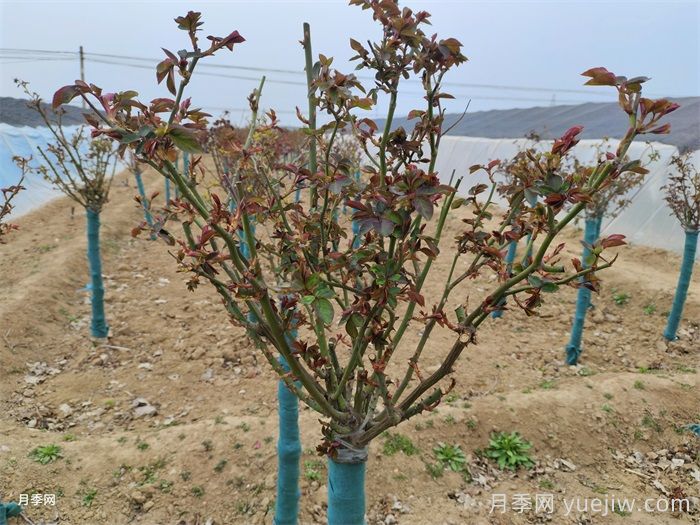 春天月季發(fā)芽期的管理辦法，注意給肥和抹芽(圖1)