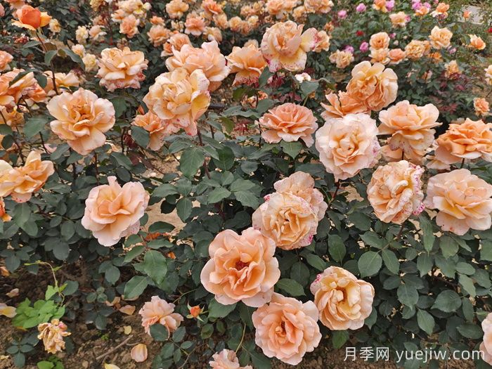 春季月季如何施肥？施肥時(shí)間和施肥方法     (圖3)