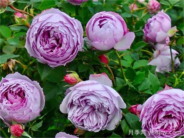 分享50個(gè)濃香月季品種(圖1)