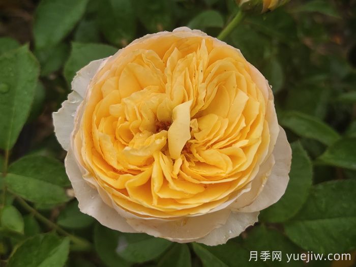 分享50個(gè)濃香月季品種(圖2)