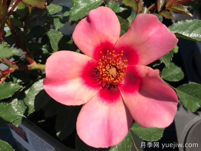 分享50個(gè)濃香月季品種(圖6)