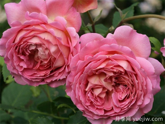 分享50個(gè)濃香月季品種(圖7)