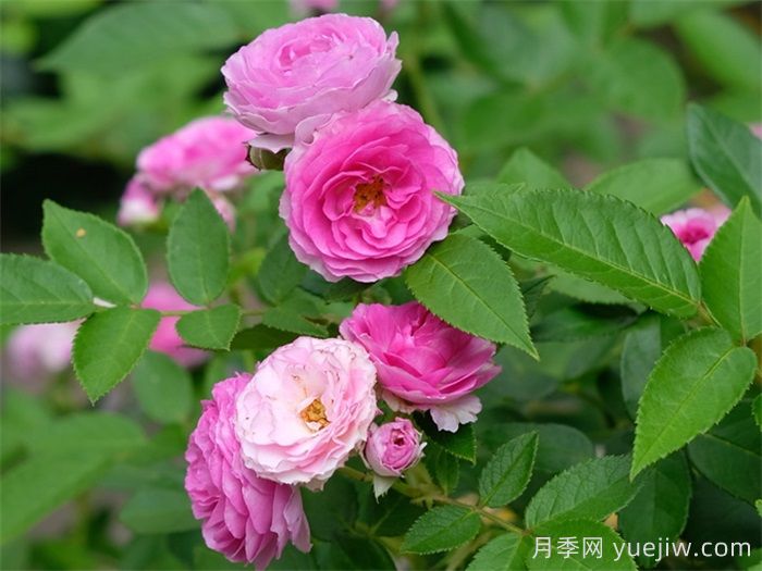 分享50個(gè)濃香月季品種(圖8)
