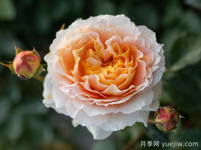 追求月季新品種問題多，注意不要跳進月季坑     (圖2)