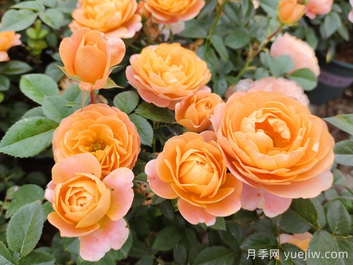 超級耐寒的5個月季品種，0度以上就能開花(圖2)