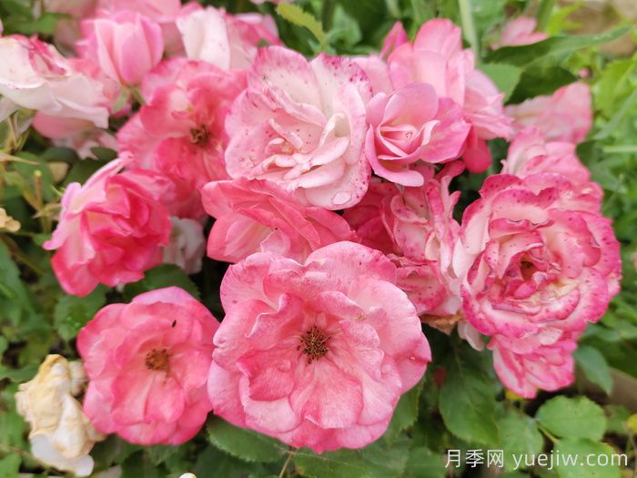 超級耐寒的5個月季品種，0度以上就能開花(圖4)