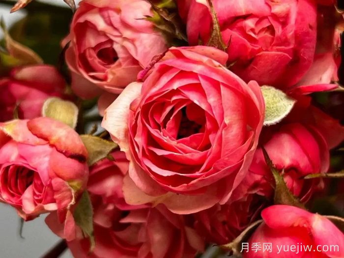 超級耐寒的5個月季品種，0度以上就能開花(圖1)