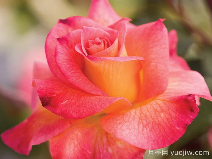 狂歡節(jié)月季(圖1)