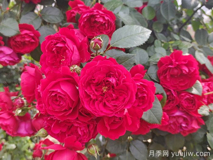 推薦10個(gè)抗病性超強(qiáng)的月季品種(圖4)