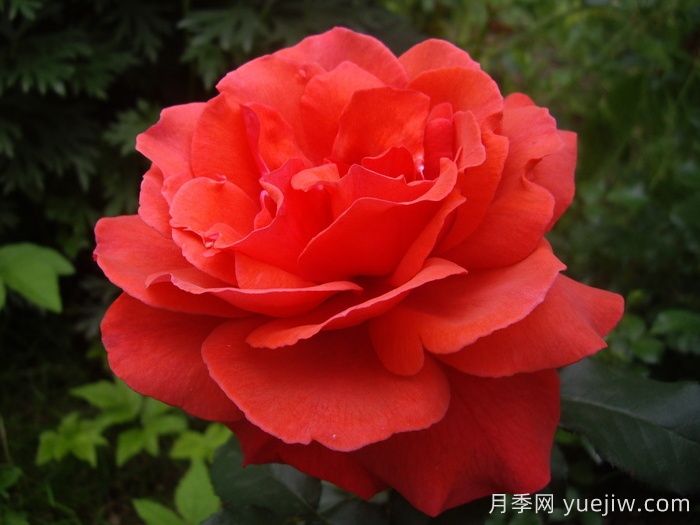 香云月季(圖3)