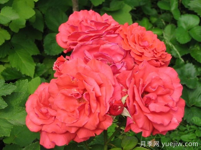 香云月季(圖4)