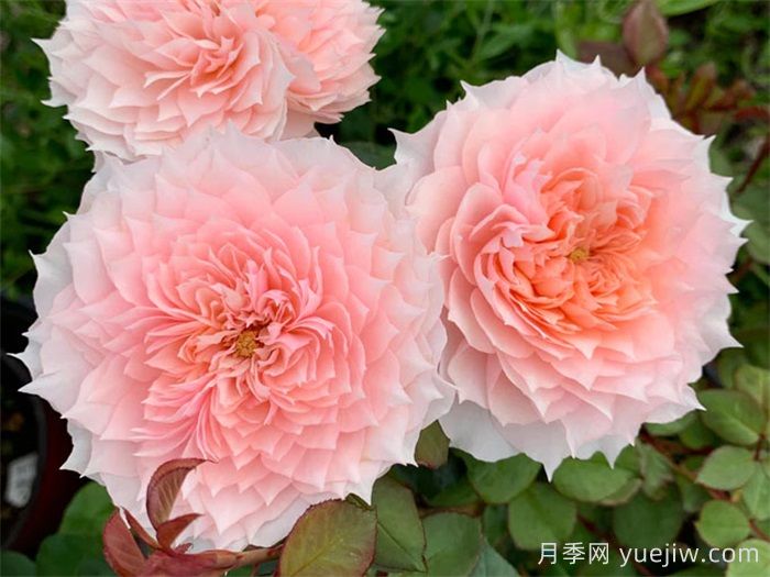月季成長(zhǎng)成長(zhǎng)之路，月季小苗到大苗開花的全過程(圖2)
