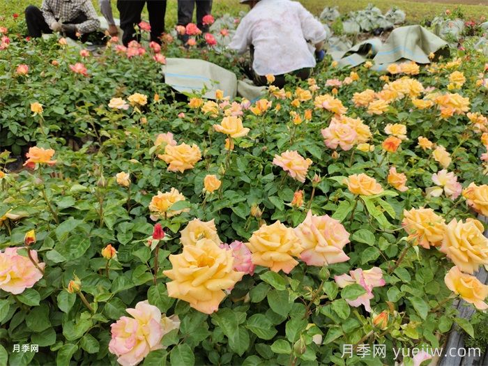 月季小苗的緩苗辦法？提高移栽成活率(圖1)