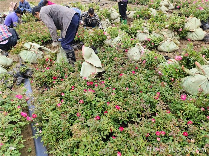月季小苗的緩苗辦法？提高移栽成活率(圖2)