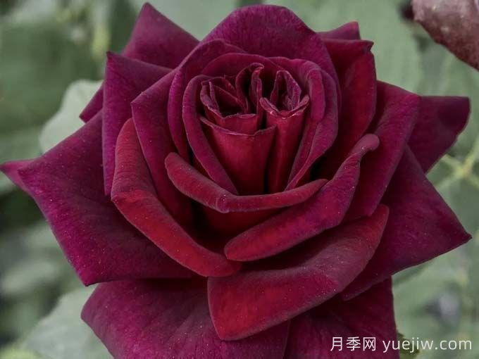 切花暗香月季，濃香版黑巴克(圖1)