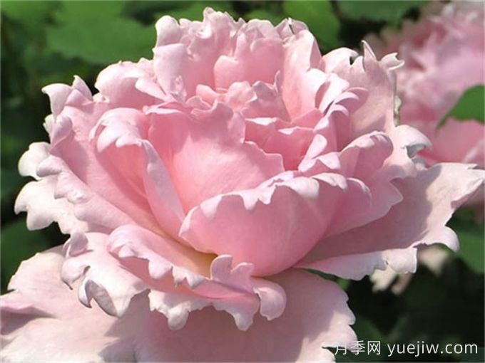 索菲羅莎月季推薦，獨特花瓣，美妙濃香(圖1)