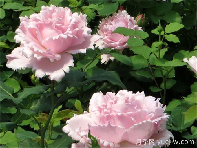 索菲羅莎月季推薦，獨特花瓣，美妙濃香(圖2)