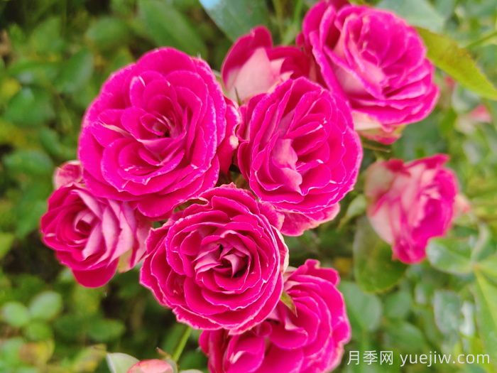 微型月季一年四季花開不斷，微型月季栽培手冊(圖2)