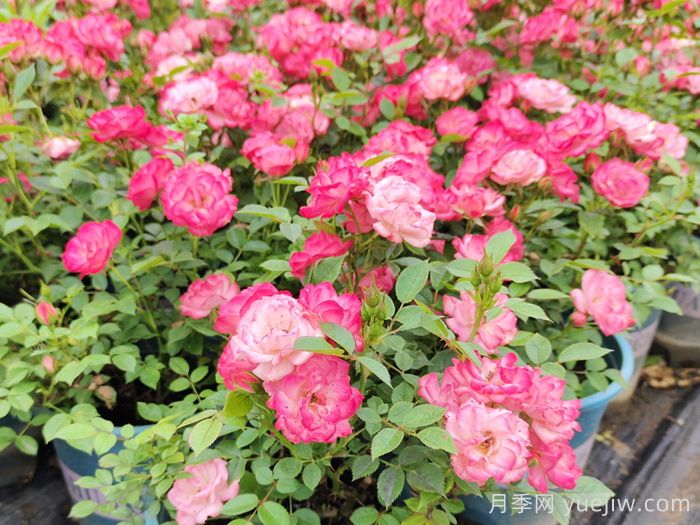 微型月季一年四季花開不斷，微型月季栽培手冊(圖3)