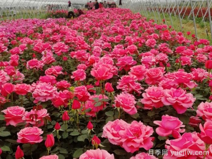 庭院花園春季養(yǎng)護方案(圖1)