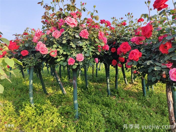 庭院花園春季養(yǎng)護方案(圖2)