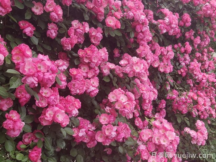 新手第一次養(yǎng)月季怎么做？(圖1)