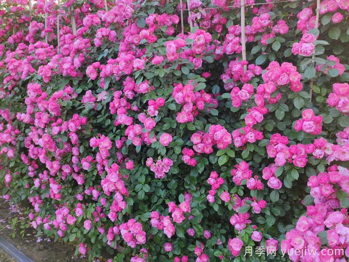 庭院花園植物搭配指南，打造精彩院落(圖1)