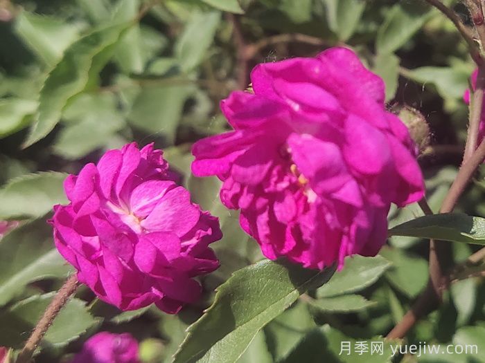 月季推薦，葡萄園之歌月季(圖1)