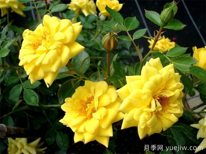 微型月季推薦，黃金珠寶月季(圖1)
