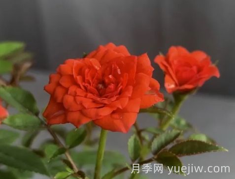 月季推薦，朱紅姬月季(圖1)