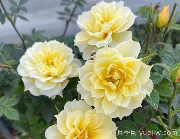 超微月季推薦，黃金姬月季(圖1)