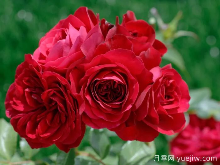 紅色玫蘭之愛月季/紅色蒙娜麗莎/紅愛玫(圖1)