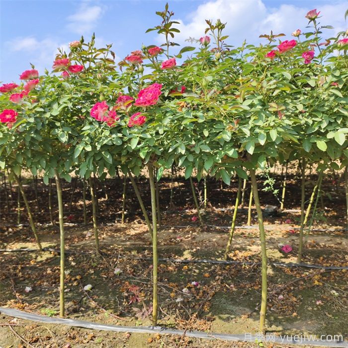 花木種植戶如何轉(zhuǎn)型做家庭園藝？(圖2)