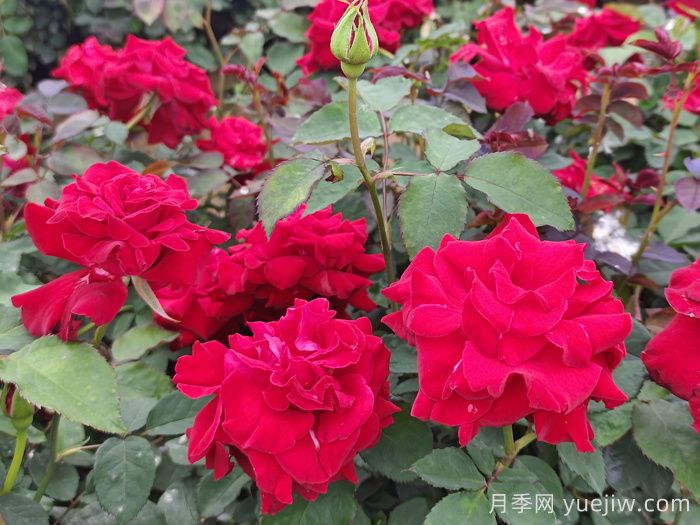 盆栽花卉的春天養(yǎng)護(hù)管理注意事項(圖1)