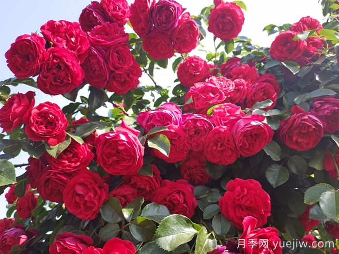 做花墻做拱門，9個(gè)藤本月季品種不能錯(cuò)過(圖2)