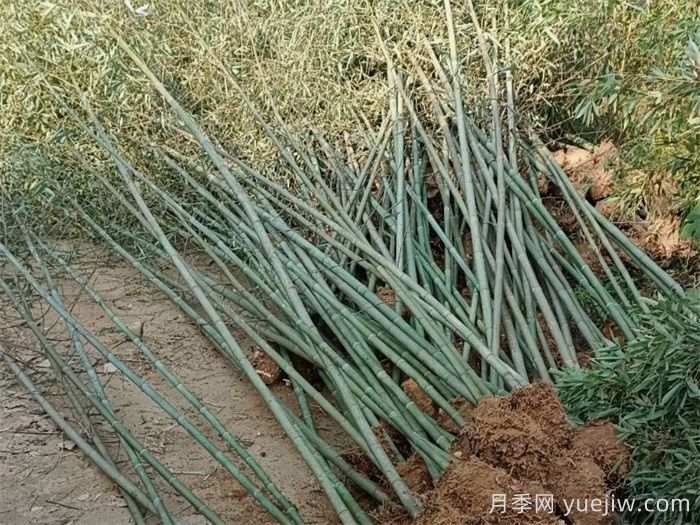 ?剛竹的種植技術(圖1)