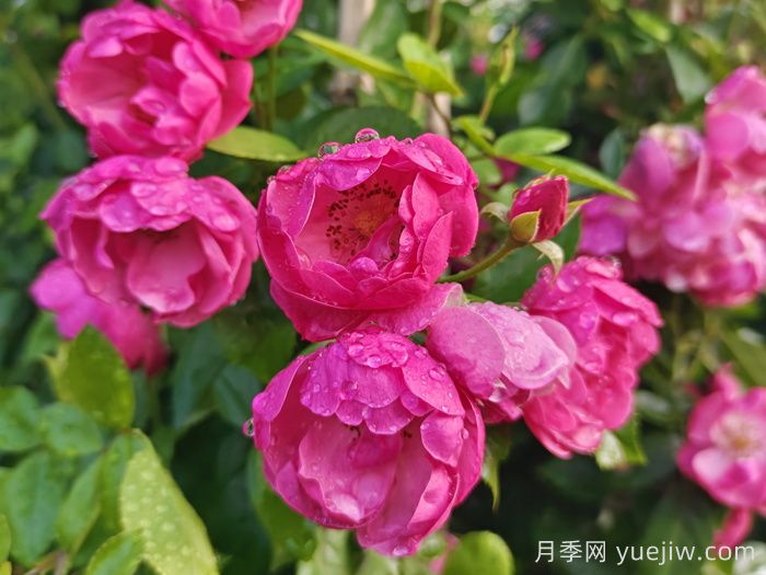 月季文化：花中皇后，愛的使者(圖1)