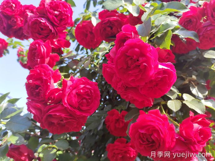 月季文化：花中皇后，愛的使者(圖2)
