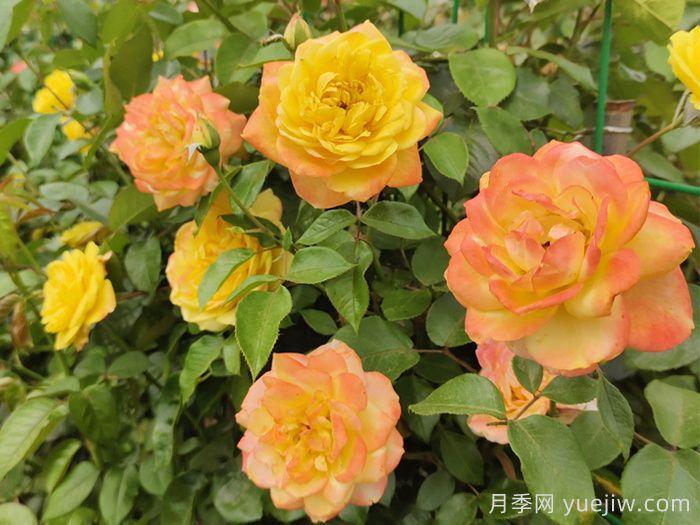 月季文化：花中皇后，愛的使者(圖4)