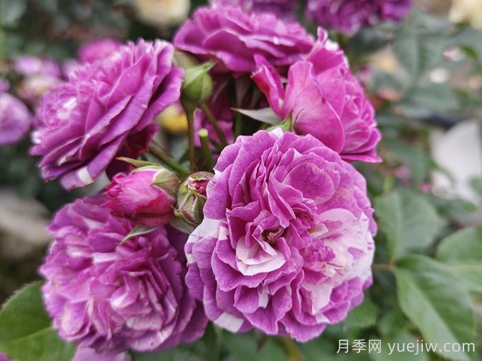 50種綠植花卉大全，值得收藏(圖1)