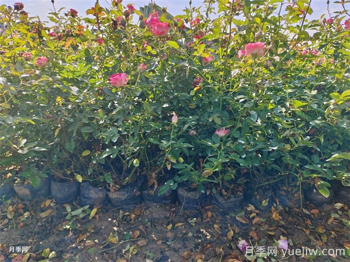 盆栽微型月季的養(yǎng)殖辦法，做好三點(diǎn)開花不斷(圖1)