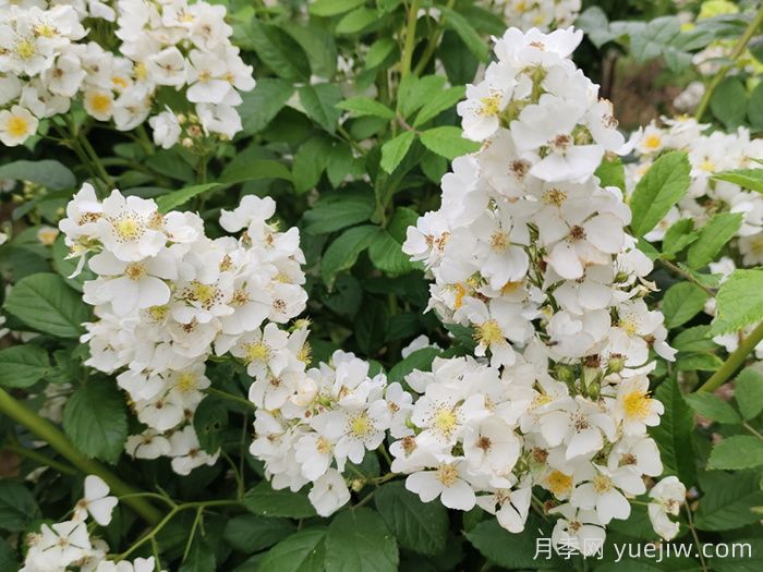 如果有個(gè)院子，一定要種一棵薔薇(圖2)